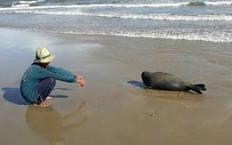 Chú hải cẩu bị đánh chết ở Bình Thuận: Đáng sợ bản năng "hoang dã" của con người