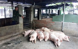 Khốn đốn vì heo bất ngờ chết hàng loạt ở Nha Trang