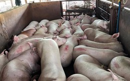 Phát hiện 13 lò mổ ở Sài Gòn tiêm thuốc an thần cho heo