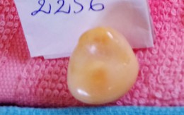 Ngư dân đánh bắt được vật lạ nghi là ngọc ốc quý hiếm