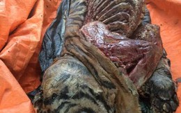 Phát hiện 5 cá thể hổ đã bị giết và được ướp lạnh