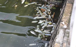 Hồ Tây tràn ngập... bao cao su sau cơn mưa lớn