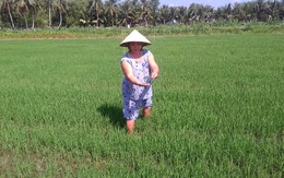 Vĩnh Long: Khốn khổ vì ruộng lúa bị rải đầy miểng chai
