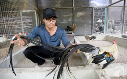 Hàng loạt giống gà lạ từ khắp thế giới ở trang trại của chàng trai 8X Bình Dương