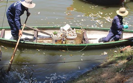 Đà Nẵng: Cá chết nổi trắng kênh Phú Lộc, bốc mùi hôi thối