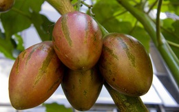 Hướng dẫn cách trồng cà chua thân gỗ Tamarillo đang vô cùng "hot" hiện nay