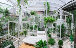 Khu vườn “điều hòa” trên sân thượng không sợ nắng mùa hè của chủ nhân 9x ở Thái Thịnh, Hà Nội