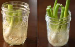 16 loại cây có thể mọc lại một cách kỳ diệu mà không cần hạt giống