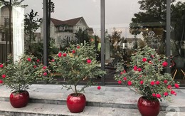 Khu vườn 400m² có những gốc hồng hàng chục năm tuổi đẹp mê hồn ở Hà Nội