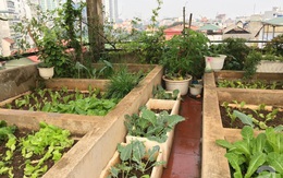 Khu vườn sân thượng vỏn vẹn 27m² ngập tràn rau, trái cây và hoa của bà mẹ hai con ở Hà Nội