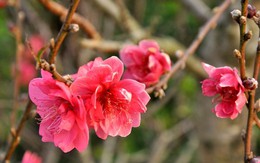 10 điều cấm kỵ trong những ngày Tết tuyệt đối không được phép bỏ