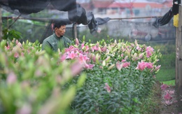 Hà Nội: Hoa ly nở sớm, dân lo không có hoa bán Tết