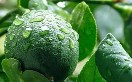 Bất ngờ công dụng chữa bệnh hữu hiệu từ lá chanh