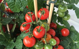 Đây là cách trồng cà chua nhanh nhất mà bạn đã bỏ qua một cách đáng tiếc