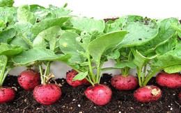 Tự trồng củ cải đỏ ngọt thơm tại nhà cho bữa ăn ngon thêm sạch
