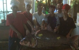 Hà Nội: Xuất hiện cá hô đỏ gần 1 tạ, giá hơn 200 triệu đồng