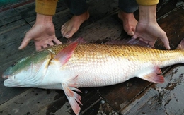 Ngư dân bắt được cá 8kg nghi sủ vàng quý hiếm