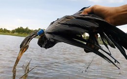 Người Sài Gòn giăng lưới bẫy được chim cổ rắn quý hiếm