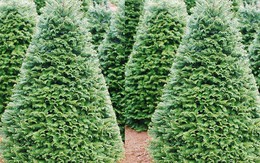 Chơi trội dịp Noel: Cây thông 5 mét nguyên gốc từ Đan Mạch về Việt Nam