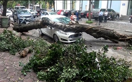 Nhiều cây xanh ở Hà Nội bị đổ vì không có rễ