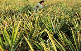 Trồng khóm son bán Tết kiếm trăm triệu đồng