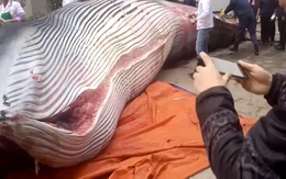Công ty xẻ thịt cá voi 8 tấn để thưởng Tết cho nhân viên