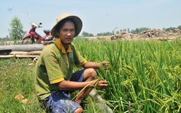 9X từ nằm đất, ăn mì gói… trở thành ông chủ 400 công đất trồng lúa sạch