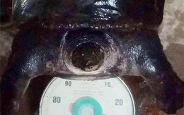 Bắt được 2 con ba ba "khủng", mỗi con nặng gần 30 kg