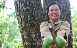 Cụ cây 'vàng ròng': Mỗi năm cho trăm quả, thu về trăm triệu
