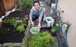 Cô chủ tiệm nail trồng vườn rau Việt ở Mỹ để bớt nhớ quê nhà