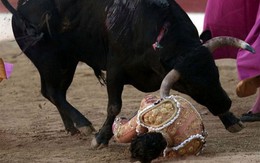 Đấu sĩ bị bò tót húc chết trong màn biểu diễn