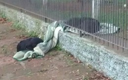 Chó nhà lôi chăn ra khỏi chuồng chia sẻ với chó hoang