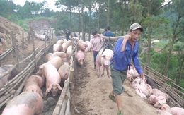 Trung Quốc mua gom thịt lợn: "Không cẩn thận, lại phải giải cứu"