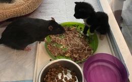 Chuột khổng lồ chuyên chăm sóc mèo ở Mỹ