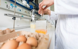 Hàng triệu quả trứng gà nhiễm thuốc trừ sâu làm rúng động châu Âu