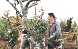 Gốc hồng Mẫu tử trăm tuổi: Trả tiền tỷ quyết không bán cho Trung Quốc