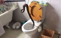 Bé trai 5 tuổi phát hiện trăn dài 91cm trong bồn cầu