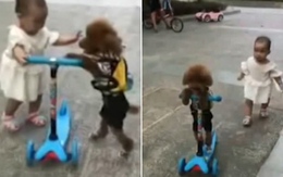Chó cướp scooter của em bé, lái đi thoăn thoắt