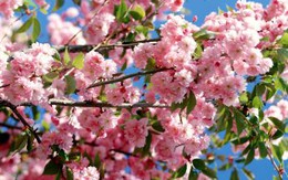 Tết Âm lịch 2018 người lao động được nghỉ mấy ngày?