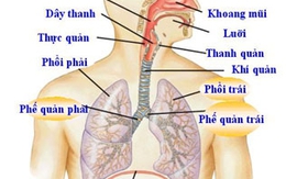 Cách phòng ngừa chứng ho ban đêm