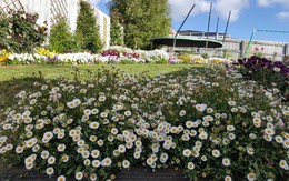 Nàng dâu Việt cải tạo vườn cỏ dại 700 m2 thành "rừng hoa"