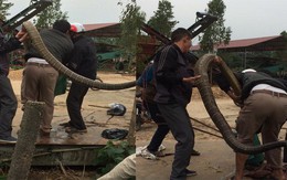 Người dân bắt được rắn hổ mang chúa khủng nặng khoảng 20kg