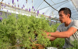 Bonsai lavender đẹp mê ly dành cho các tín đồ lavender chơi Tết
