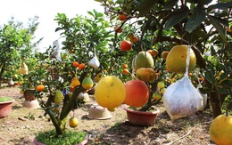 Lão nông thu lãi nửa tỷ đồng mỗi năm nhờ cây ghép 10 loại quả