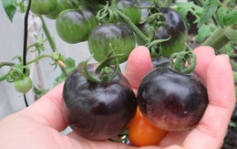 6 điều phải nhớ để trở thành 'cao thủ trồng cà chua'