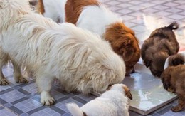 Có một thời muốn cưỡi 'giấc mơ' Dream thì nuôi chó Nhật