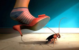Thói quen đập gián bằng dép có thể giết chết bạn và cả gia đình