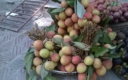 Vải đầu mùa gần 100.000 đồng/kg, đắt gấp 7 lần giá nhập
