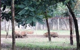 Trèo tường rào, nam sinh 13 tuổi bị hổ vồ trúng chân