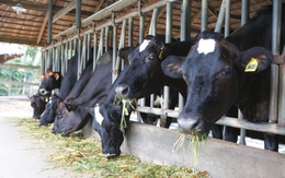 Sữa tươi Việt đạt chuẩn Hà Lan: Công thức dinh dưỡng cho các gia đình năng động